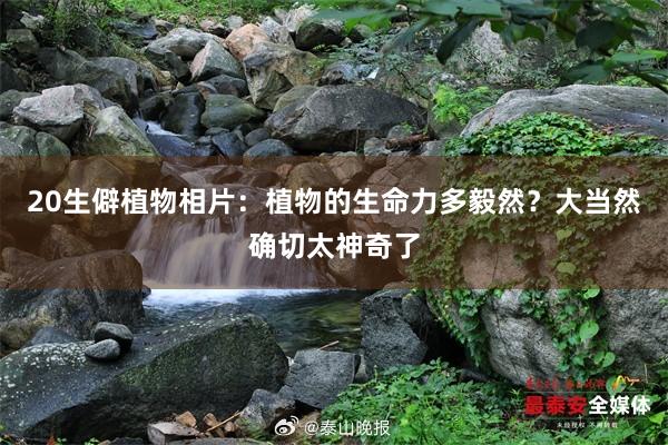 20生僻植物相片：植物的生命力多毅然？大当然确切太神奇了
